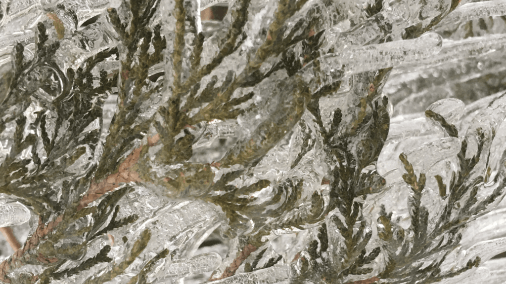 The tree dreams&nbsp;perhaps