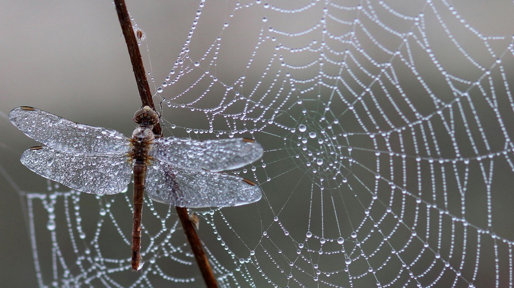 Spider web with dew and dragonfly