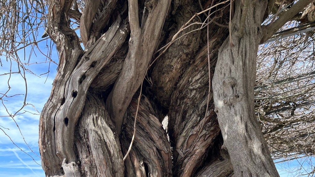 Very large, old and twisted grape vines
