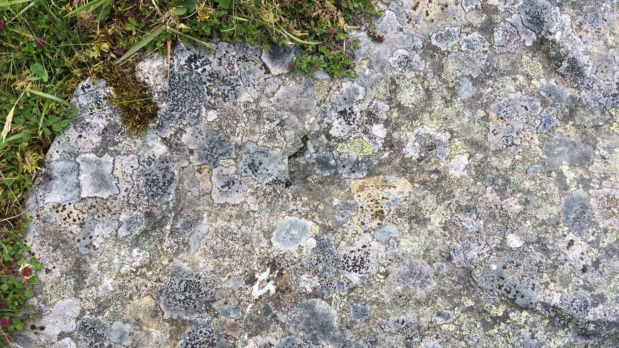 What love could learn from fungus